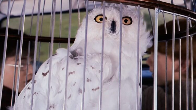 La realidad de tener una lechuza como mascota inspirada en Hedwig