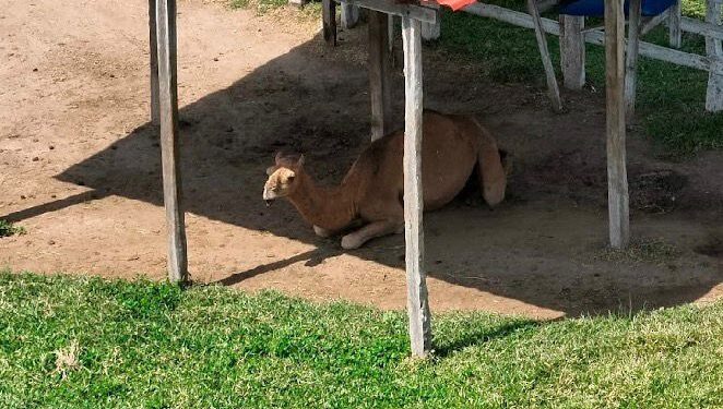 Aseguran “zoológico” ilegal y huachicol en la zona sur