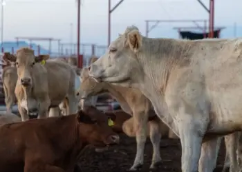 Reanudan exportación de ganado a Estados Unidos