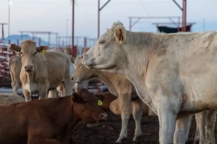 Reanudan exportación de ganado a Estados Unidos