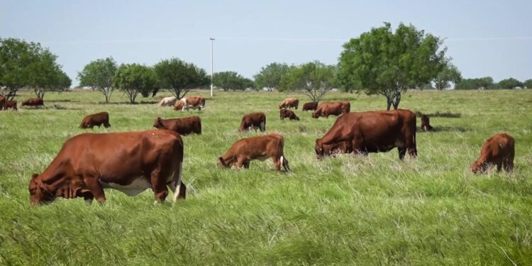 Concentran brote de gusano barrenador del ganado Soto la Marina, Aldama, Ocampo y Tula