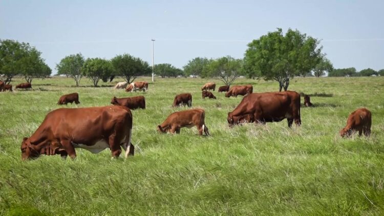 Concentran brote de gusano barrenador del ganado Soto la Marina, Aldama, Ocampo y Tula