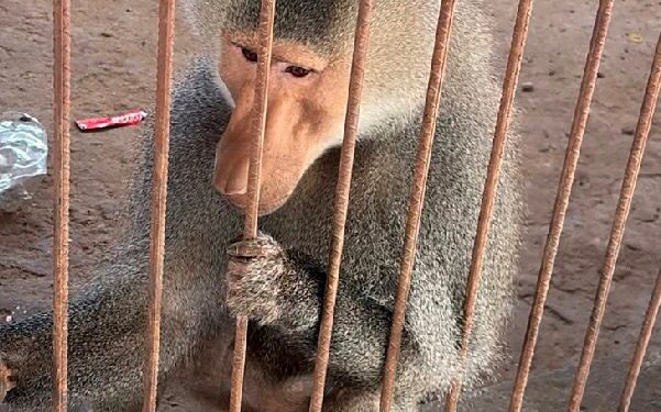 Aseguran “zoológico” ilegal y huachicol en la zona sur