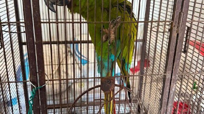 Aseguran “zoológico” ilegal y huachicol en la zona sur