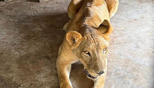 Aseguran “zoológico” ilegal y huachicol en la zona sur