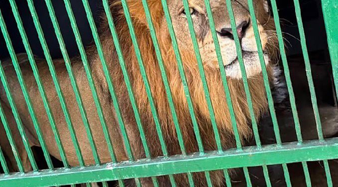 Aseguran “zoológico” ilegal y huachicol en la zona sur