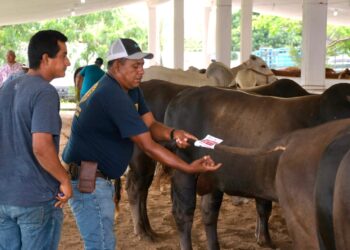 Llevan programa de mejoramiento genético a Aldama con 151 sementales bovinos