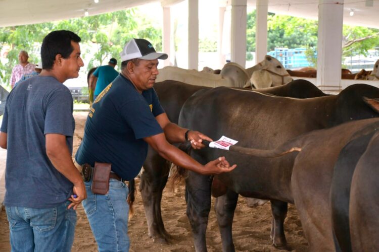 Llevan programa de mejoramiento genético a Aldama con 151 sementales bovinos