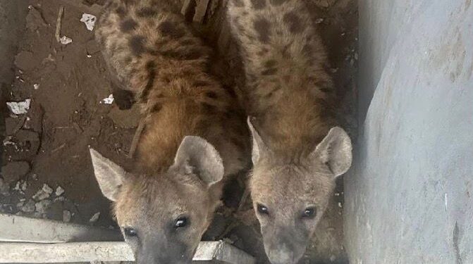 Aseguran “zoológico” ilegal y huachicol en la zona sur