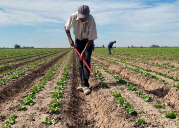 Fenómeno de El Niño pondría en riesgo miles de empleos