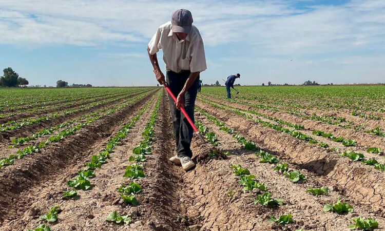 Fenómeno de El Niño pondría en riesgo miles de empleos