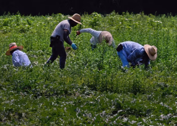 Juez bloquea salarios bajos para trabajadores agrícolas