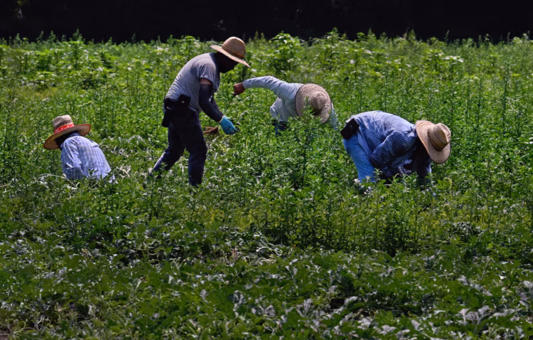 Juez bloquea salarios bajos para trabajadores agrícolas