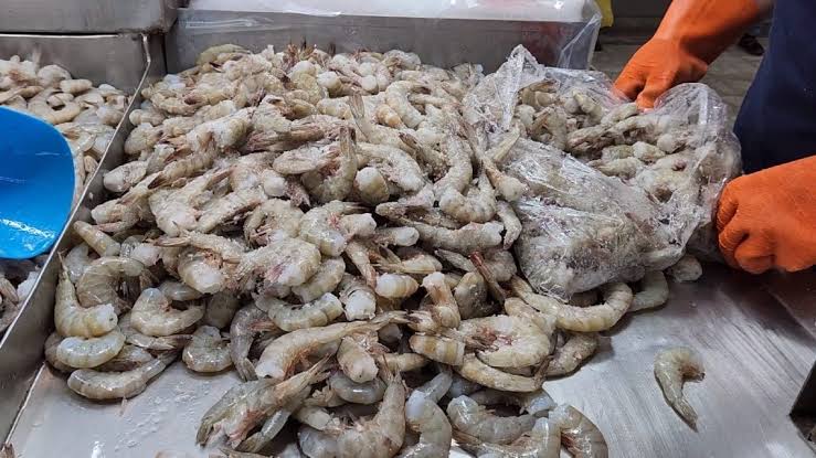 Alargan veda del camarón en Tamaulipas