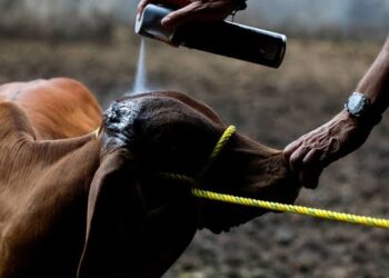 Intensifica control contra gusano barrenador en Nuevo Laredo