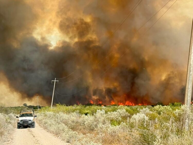 Incendio afecta mil hectáreas en Jiménez