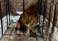 Trasladan a león rescatado a UMA de Matamoros