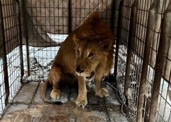 Trasladan a león rescatado a UMA de Matamoros