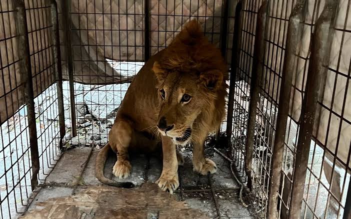 Trasladan a león rescatado a UMA de Matamoros