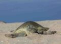 Anuncian museo de tortuga lora en La Pesca