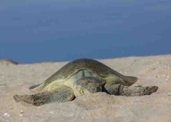 Anuncian museo de tortuga lora en La Pesca