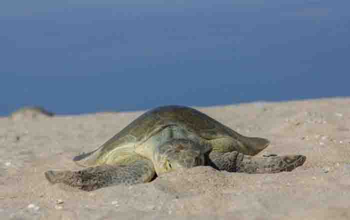 Anuncian museo de tortuga lora en La Pesca