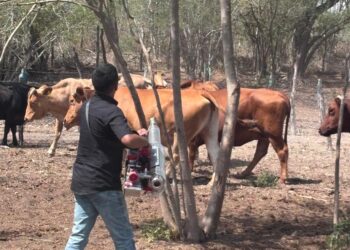 Refuerzan control contra gusano barrenador