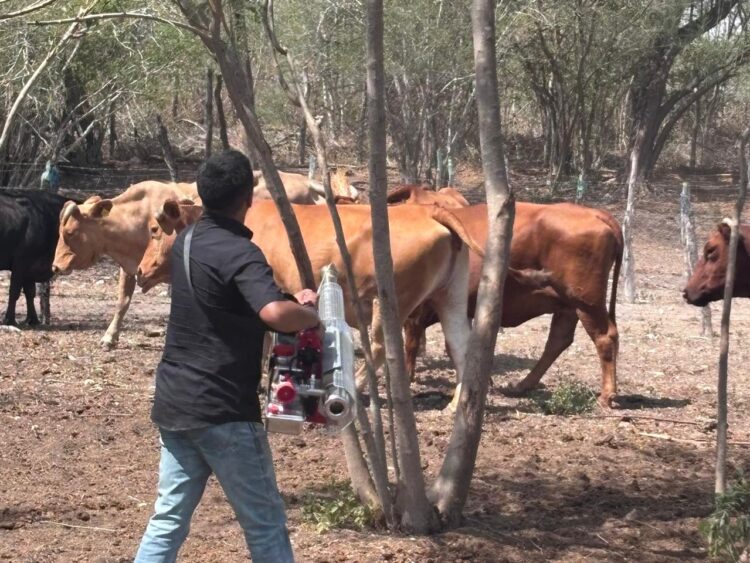 Refuerzan control contra gusano barrenador