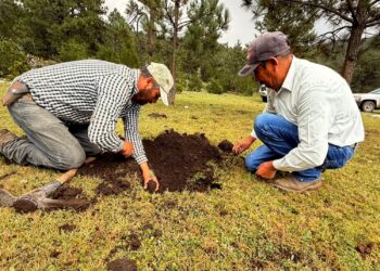 Rescatan bosques dañados por incendios y plagas en Jaumave y Miquihuana