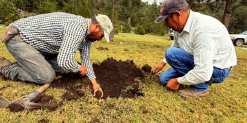 Rescatan bosques dañados por incendios y plagas en Jaumave y Miquihuana