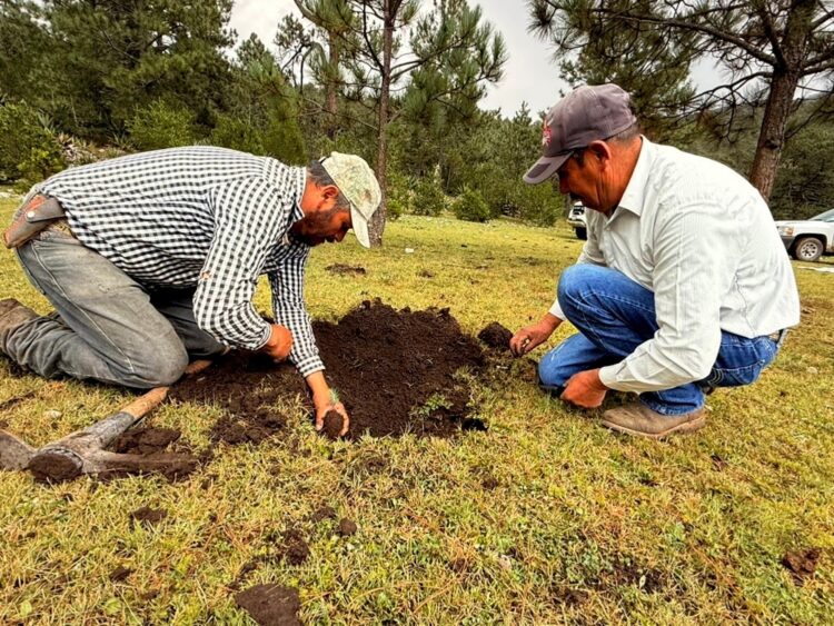Rescatan bosques dañados por incendios y plagas en Jaumave y Miquihuana