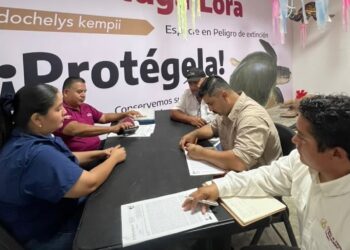 Refuerzan vigilancia y protección de tortugas marinas en campamentos de Tamaulipas