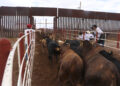 Se reanudará la exportación de ganado desde San Jerónimo, Chihuahua, a Estados Unidos