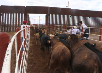 Se reanudará la exportación de ganado desde San Jerónimo, Chihuahua, a Estados Unidos