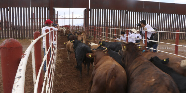 Se reanudará la exportación de ganado desde San Jerónimo, Chihuahua, a Estados Unidos