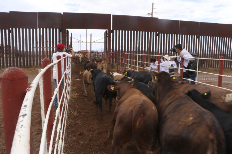 Se reanudará la exportación de ganado desde San Jerónimo, Chihuahua, a Estados Unidos