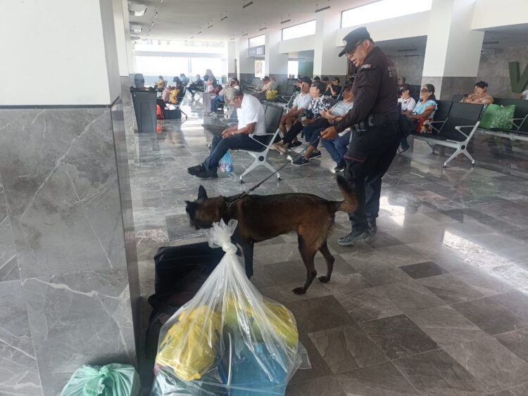 Binomios K-9 de Guardia Estatal refuerzan seguridad en Central de Autobuses de Victoria