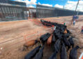 México reanuda exportación de ganado bovino a Estados Unidos por San Jerónimo, Chihuahua