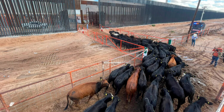 México reanuda exportación de ganado bovino a Estados Unidos por San Jerónimo, Chihuahua