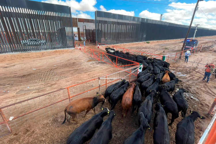 México reanuda exportación de ganado bovino a Estados Unidos por San Jerónimo, Chihuahua