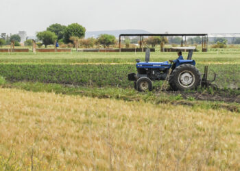 SADER apoya a productores de maíz blanco y trigo con créditos y compras consolidadas