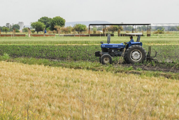 SADER apoya a productores de maíz blanco y trigo con créditos y compras consolidadas