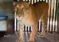 Buscan traer felino híbrido incautado por FGR al Zoológico de Tamatán