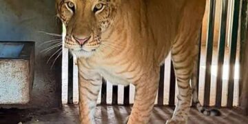 Buscan traer felino híbrido incautado por FGR al Zoológico de Tamatán