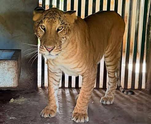 Buscan traer felino híbrido incautado por FGR al Zoológico de Tamatán