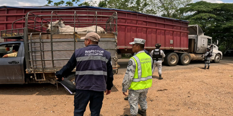 Inspeccionan 80 mil cargamentos y 5 millones de cabezas de ganado contra gusano barrenador