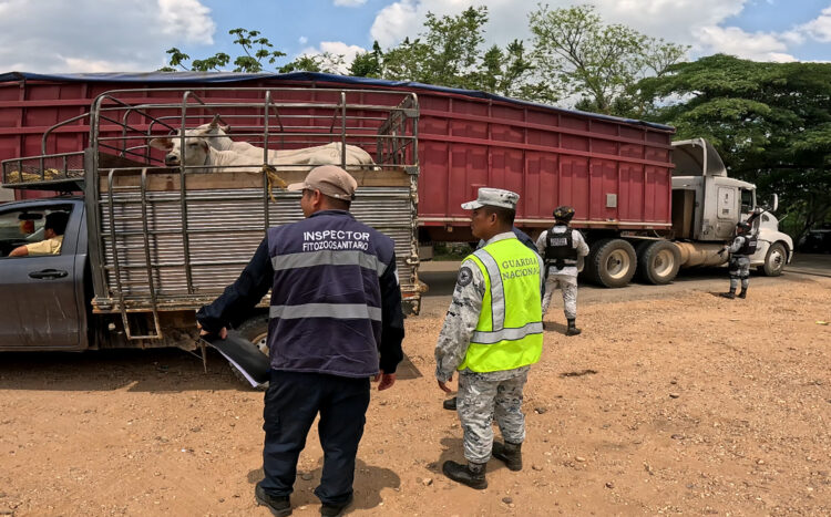 Inspeccionan 80 mil cargamentos y 5 millones de cabezas de ganado contra gusano barrenador