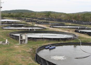 Abre Conapesca inscripciones para el Programa de Energía Eléctrica para Uso Acuícola 2027