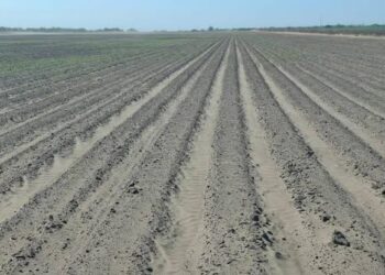 Sequía mantiene en crisis al campo