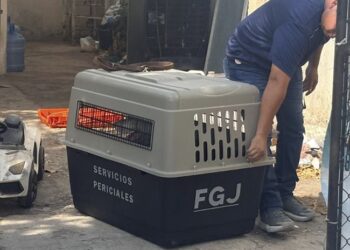 Rescata Fiscalía perro maltratado en la Col. Libertad de Cd. Victoria.